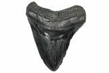 Fossil Megalodon Tooth - South Carolina #362449-1